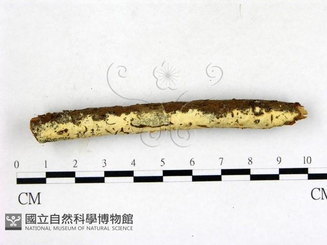 登錄號:F0022644藏品圖，第3張