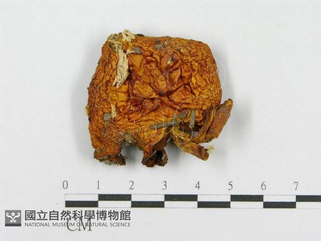 登錄號:F0002644藏品圖，第3張