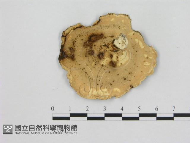 登錄號:F0012644藏品圖，第3張
