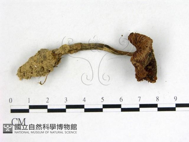 登錄號:F0007644藏品圖，第3張