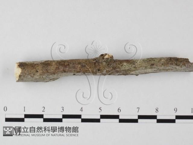 刺皮菌屬藏品圖，第3張