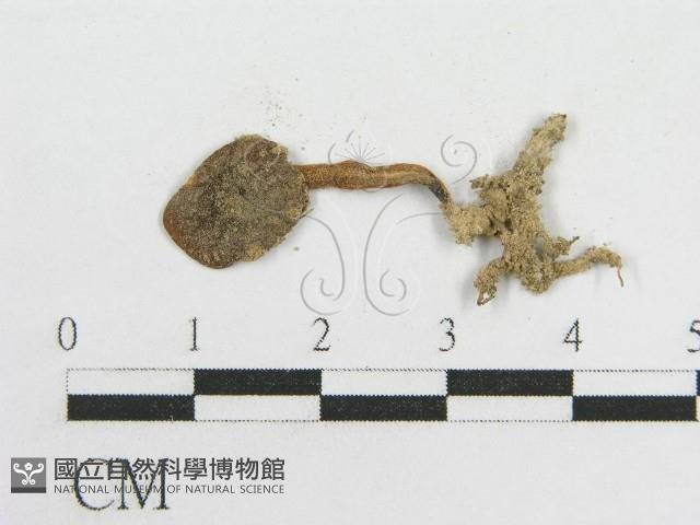 粉褶菌屬藏品圖，第3張