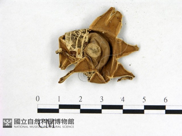 登錄號:F0009644藏品圖，第3張