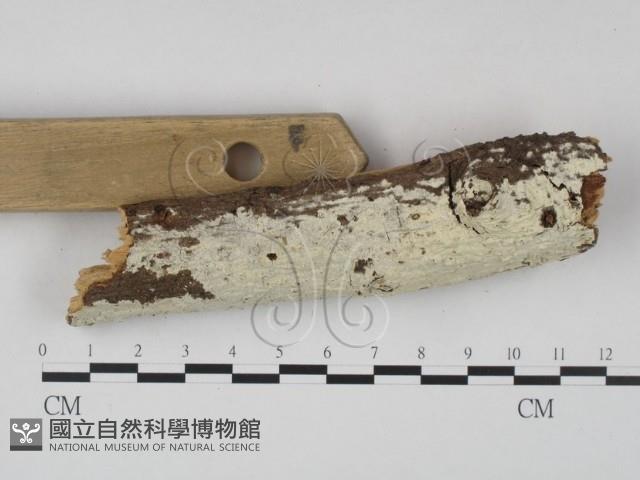 冇骨消絲齒菌藏品圖，第3張