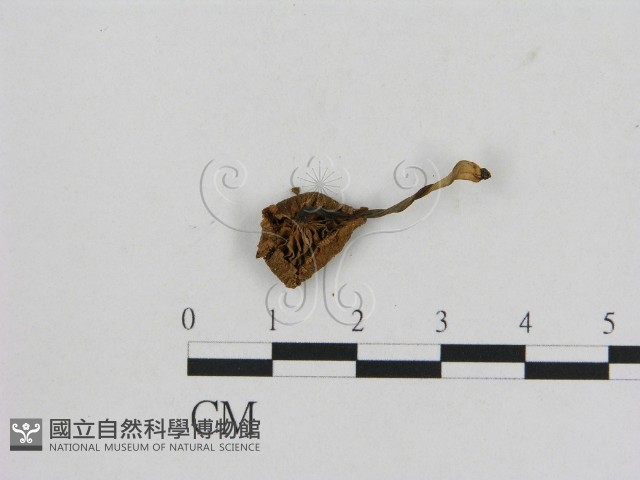 小菇屬藏品圖，第3張