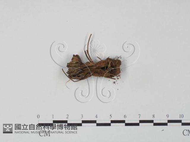 革菌屬藏品圖，第3張