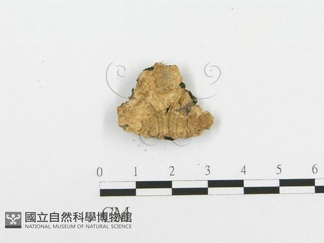 登錄號:F0020444藏品圖，第3張
