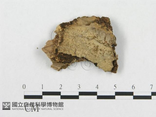 登錄號:F0000444藏品圖，第1張