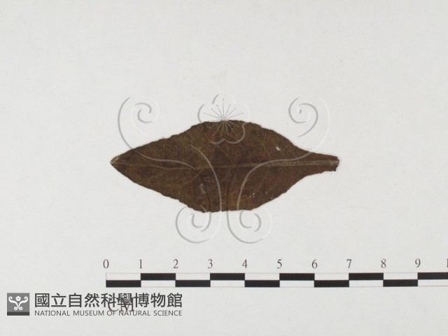 登錄號:F0026444藏品圖，第1張