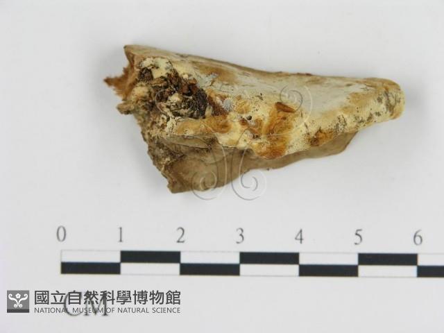 登錄號:F0006444藏品圖，第3張