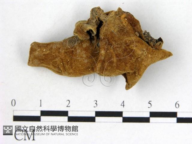 毛木耳藏品圖，第3張