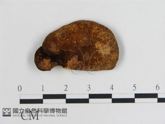 登錄號:F0001444藏品圖，第3張