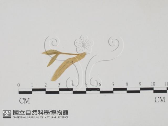 登錄號:F0011444藏品圖，第3張
