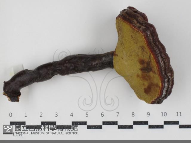 赤芝藏品圖，第3張