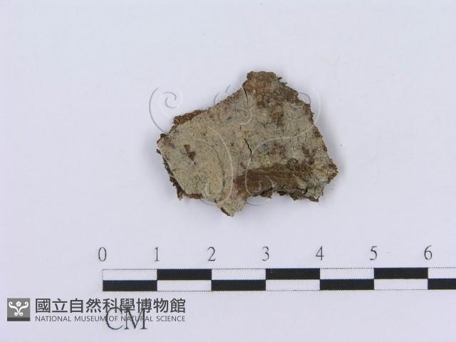 管齒菌屬藏品圖，第3張