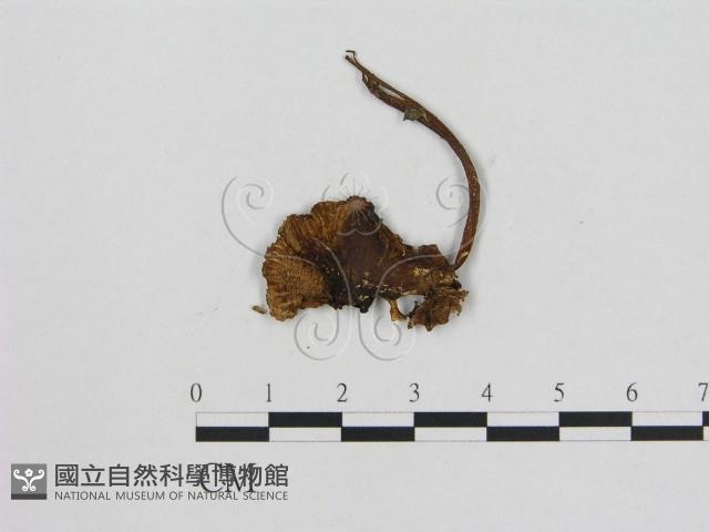 小菇屬藏品圖，第3張