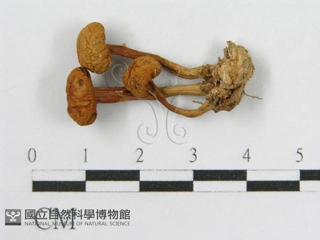 登錄號:F0007444藏品圖，第3張