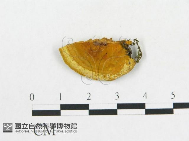 登錄號:F0017444藏品圖，第1張