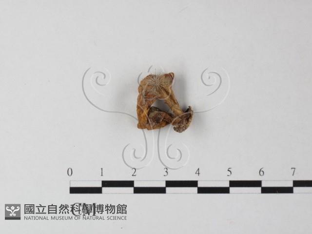 登錄號:F0025444藏品圖，第3張