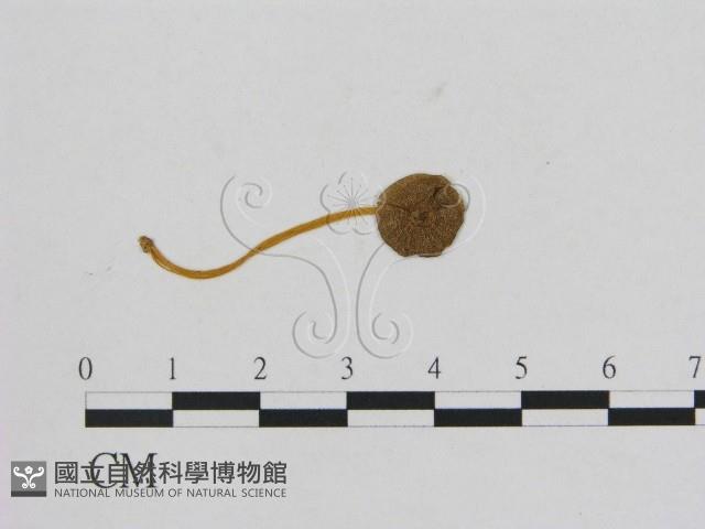 小菇屬藏品圖，第3張