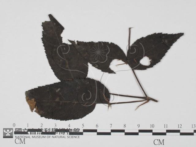 登錄號:F0019444藏品圖，第3張