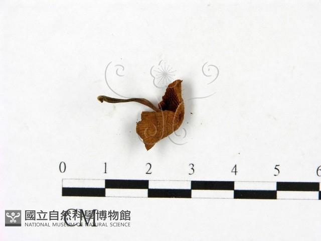 登錄號:F0023444藏品圖，第3張