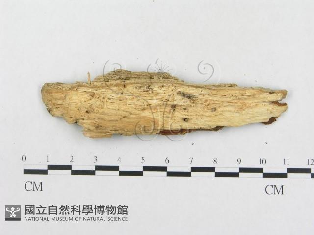 登錄號:F0013444藏品圖，第3張