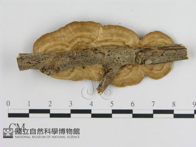 登錄號:F0008744藏品圖，第3張