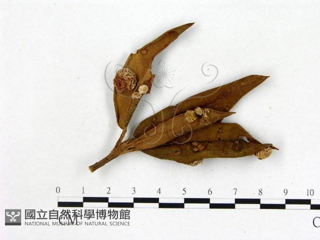 館號:F0020744藏品圖，第3張