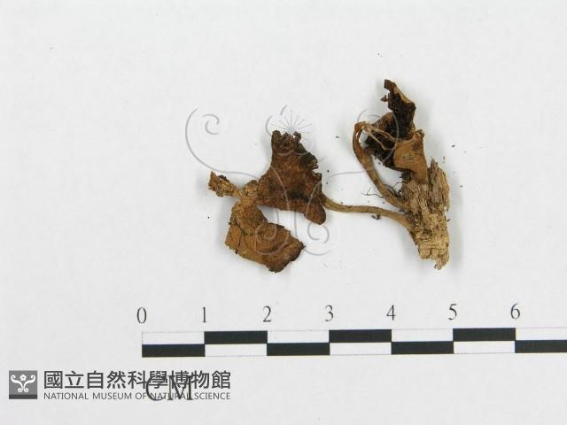 登錄號:F0010744藏品圖，第3張