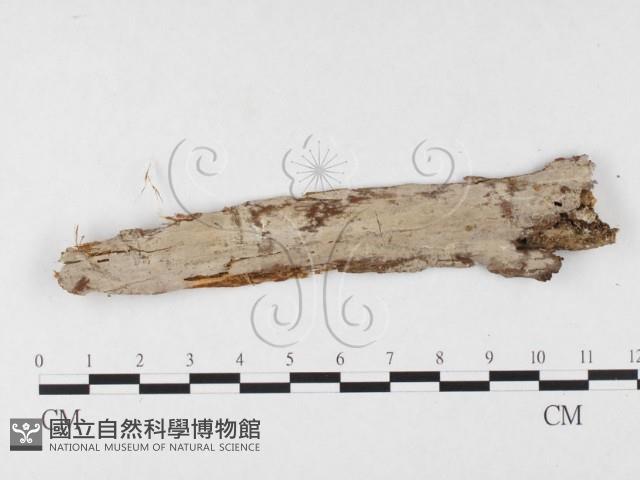 射脈菌屬藏品圖，第3張