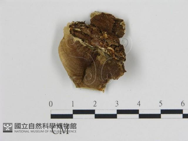 登錄號:F0006744藏品圖，第3張