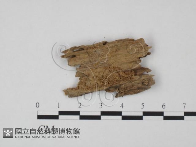 登錄號:F0021744藏品圖，第3張