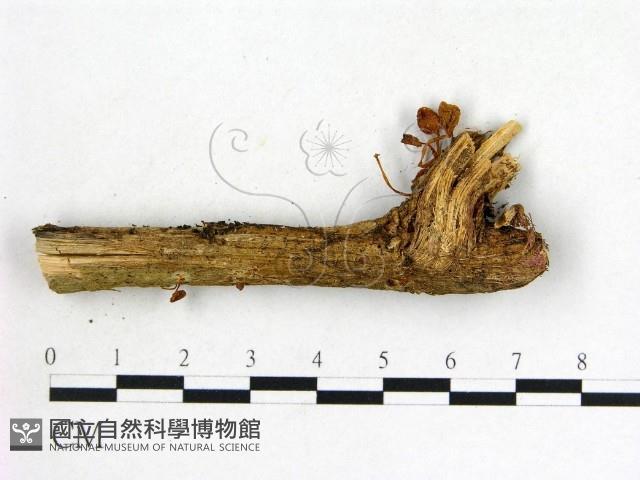 鬼傘屬藏品圖，第3張