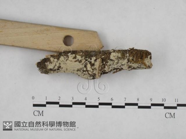 登錄號:F0024744藏品圖，第3張