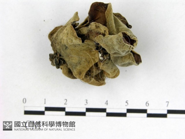 木耳屬藏品圖，第3張