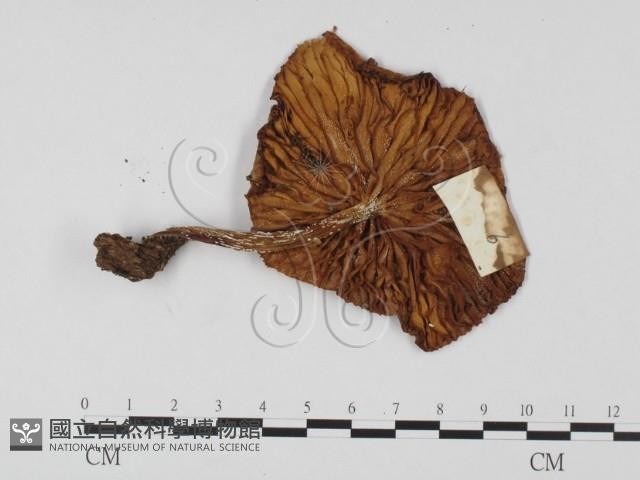 登錄號:F0025744藏品圖，第3張