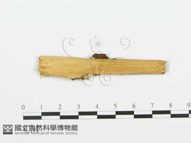 登錄號:F0005744藏品圖，第3張