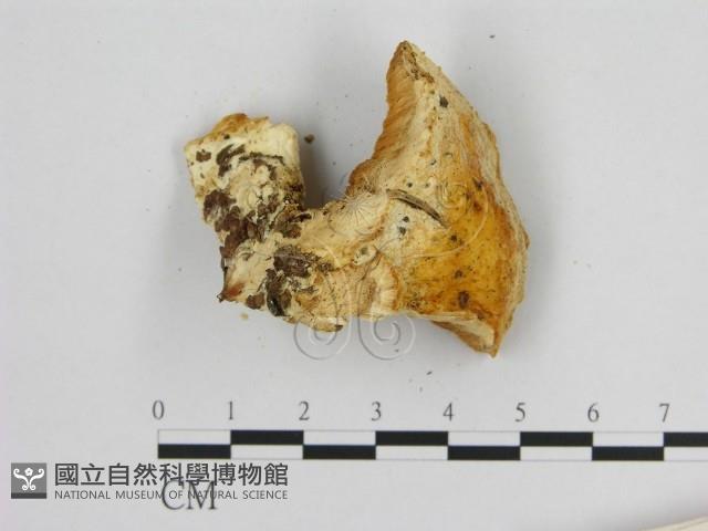 登錄號:F0015744藏品圖，第3張