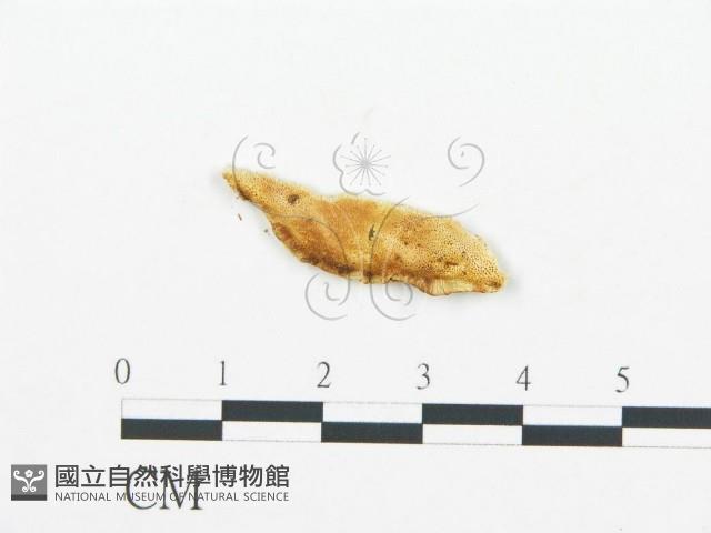 登錄號:F0019744藏品圖，第1張