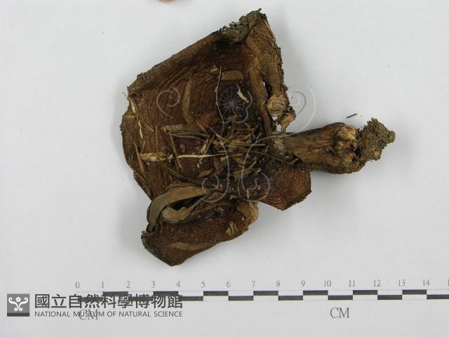 登錄號:F0003744藏品圖，第3張