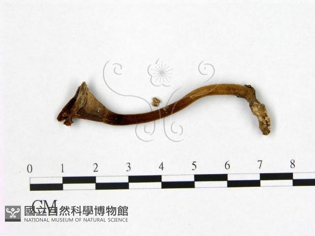 登錄號:F0013744藏品圖，第3張