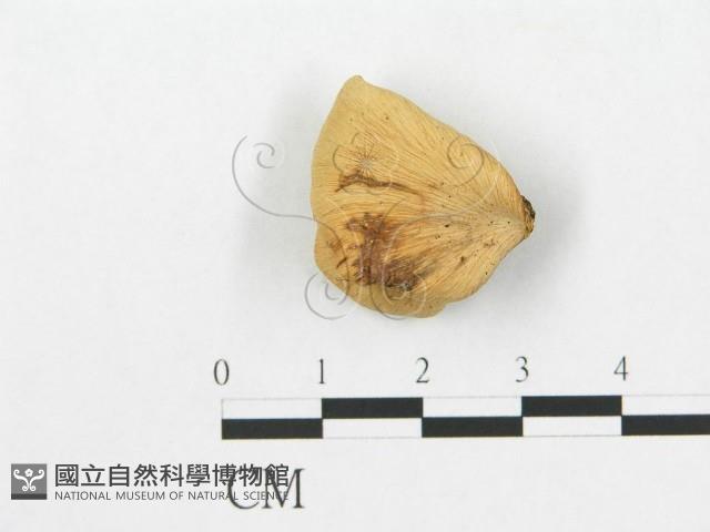 登錄號:F0008544藏品圖，第3張