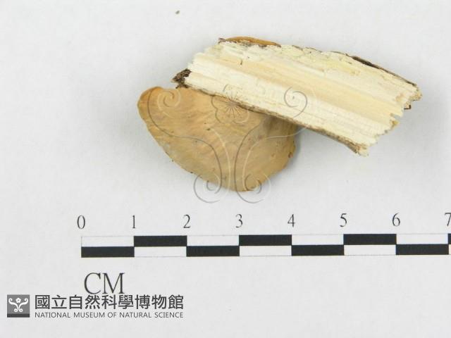 硬孔菌屬藏品圖，第3張