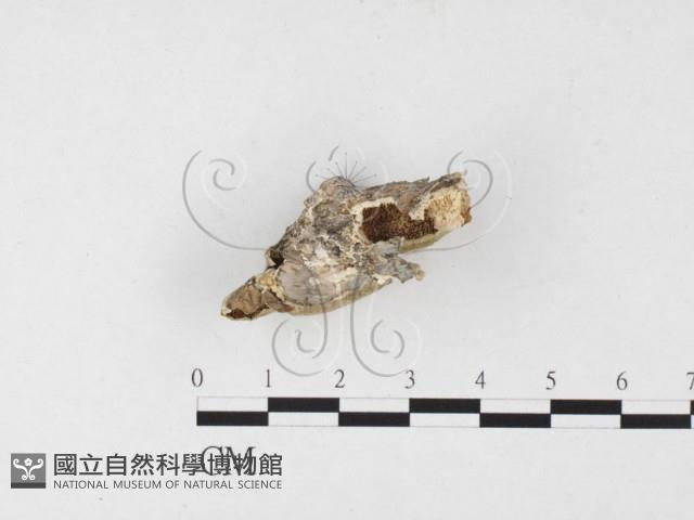 附毛菌屬藏品圖，第3張