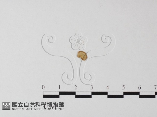 登錄號:F0016544藏品圖，第3張