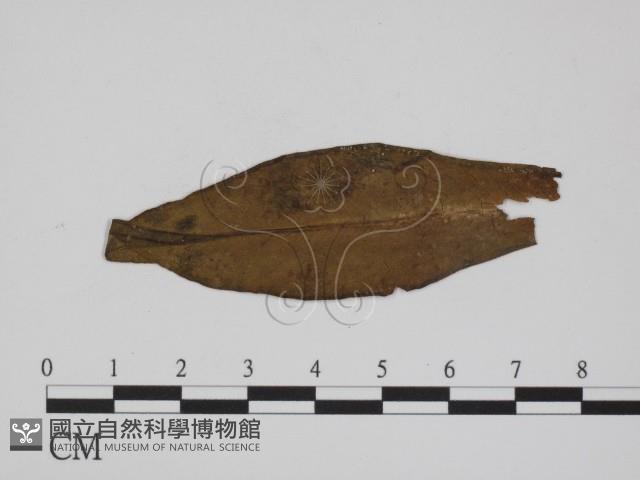登錄號:F0011544藏品圖，第3張