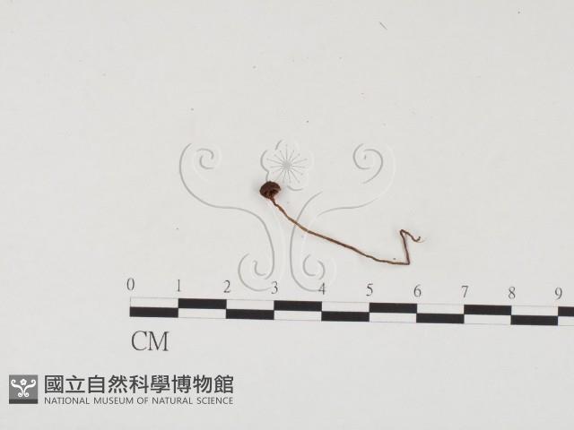 登錄號:F0024544藏品圖，第3張