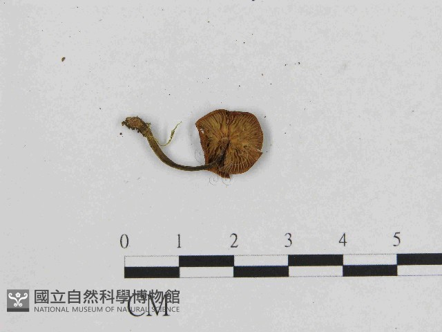 小菇屬藏品圖，第3張