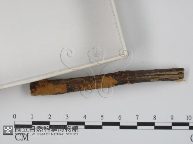 叉絲革菌屬藏品圖，第3張